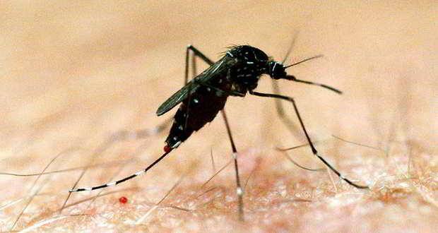 Dengue