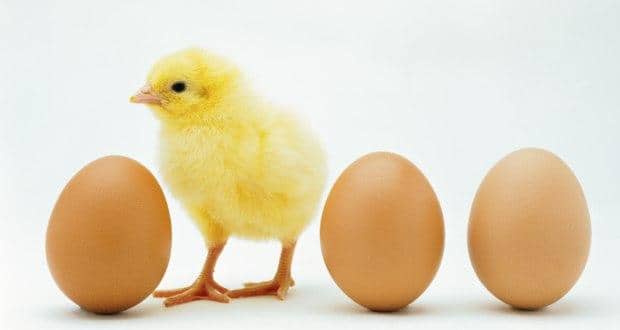 Eggs