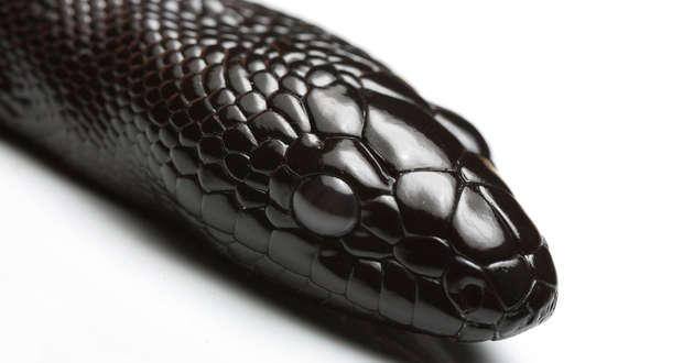 snake-venom