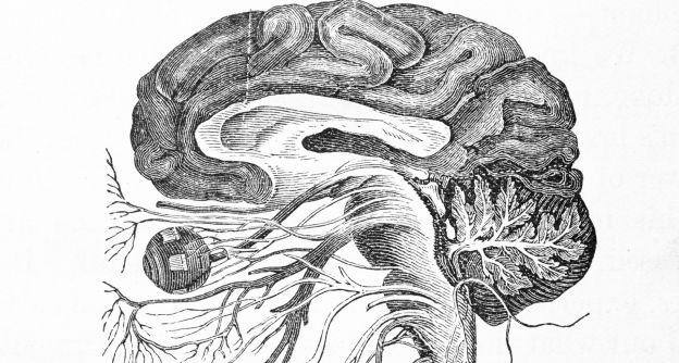 Brain