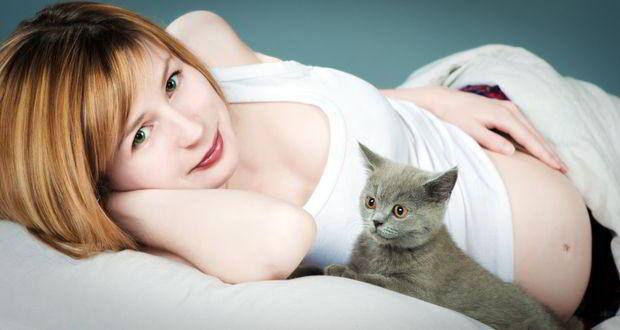 Pregnant-cat