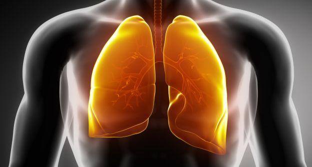lungs