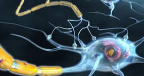 Japanese researchers replicate movement in muscle using rat cells