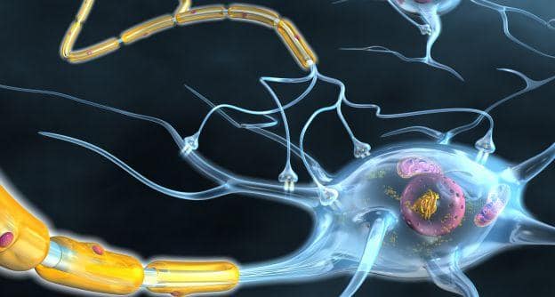 nerve cell