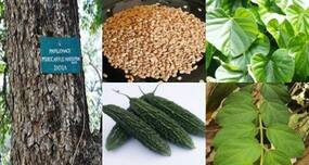 How to use natural remedies to control diabetes better
