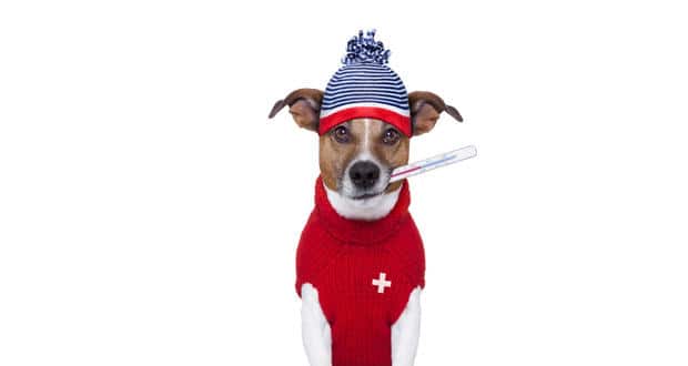 dog-virus