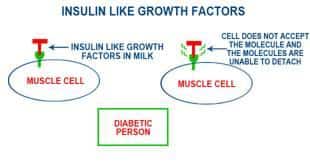 INSULIN-LIKE-GROWTH-FACTORS