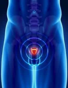 Prostate Gland