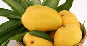 Here's another reason to eat mangoes, they can prevent cancer too!