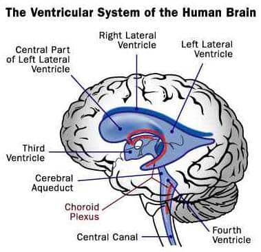 VentricularSystem
