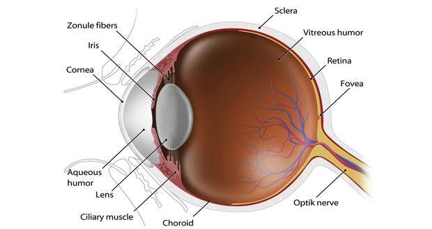 Corneal transplantation