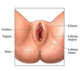 clitoris1