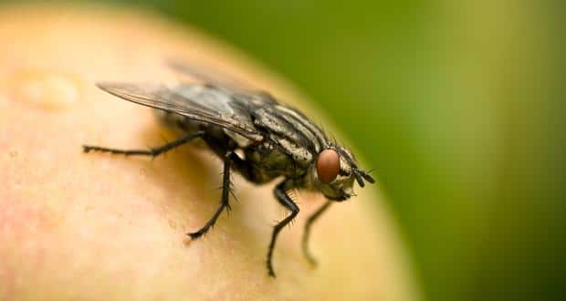 Flies carry diseases