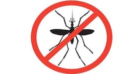 10 practical tips to be mosquito-free and prevent dengue!