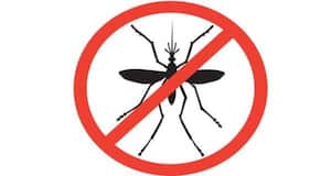 10 practical tips to be mosquito-free and prevent dengue!