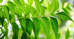 Home remedy--curd and neem to fight dandruff and dry hair in winter