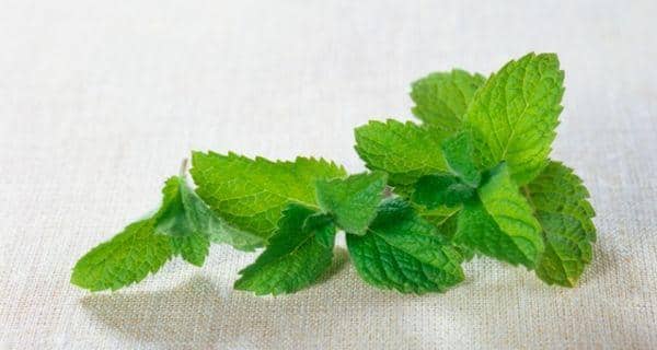 Top 5 Ways To Use Mint Leaves For Hair  Bright Cures