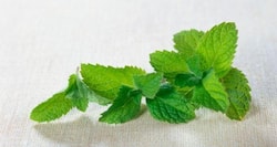 11 amazing ways mint or pudina keeps you healthy