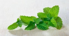 11 amazing ways mint or pudina keeps you healthy