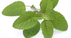 10 health benefits of tulsi or holy basil