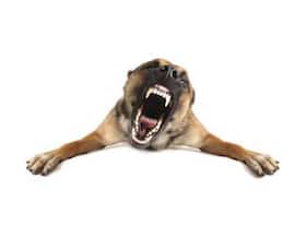 Mission possible: Reaching zero human rabies deaths in the South-East Asia Region