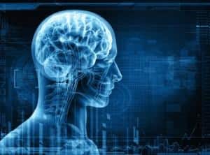 Brain