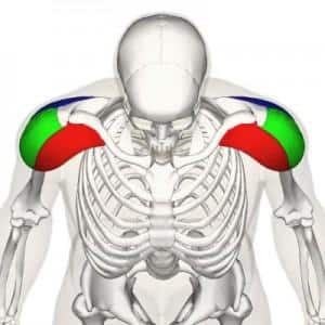 Deltoid muscle