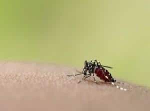 dengue