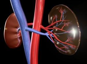 kidney