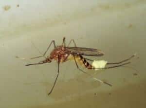 mosquito