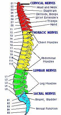 Spine