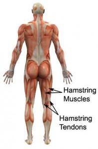 hamstring