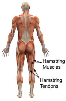 Hamstring pull? Know how to treat it Hamstring pull? Know how to treat it