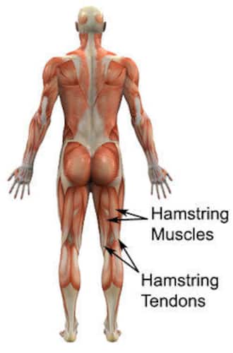 Sports Injury Bulletin - Anatomy - Hamstring injuries: why location and  anatomy matters!