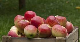 10 reasons an apple a day helps you keep the doctor away!