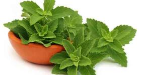 Stevia v/s artificial sweetener -- which is better for weight loss, diabetes and other health conditions? Stevia v/s artificial sweetener -- which is better for weight loss, diabetes and other health conditions?