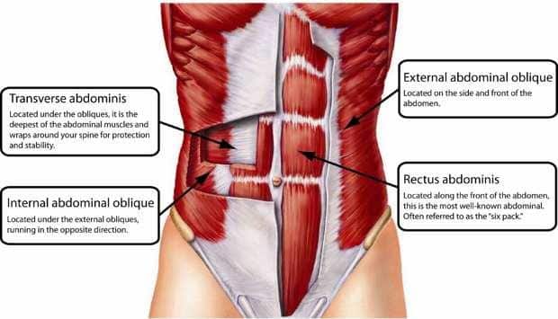 abdomen muscles
