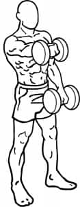 Dumbbell Raise