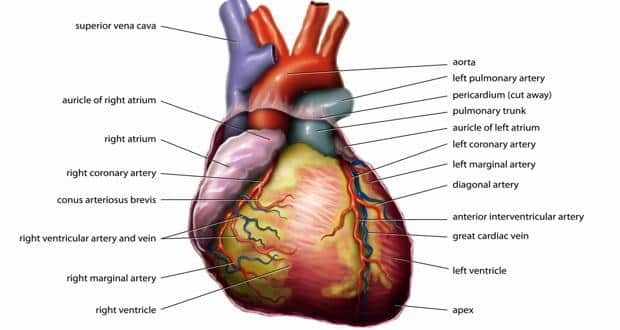 Heart anatomy