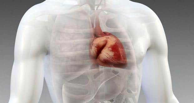 human heart