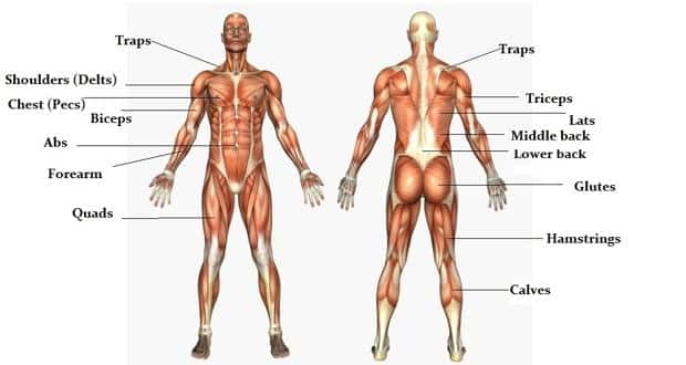 The massive muscle anatomy and body building guide you ...