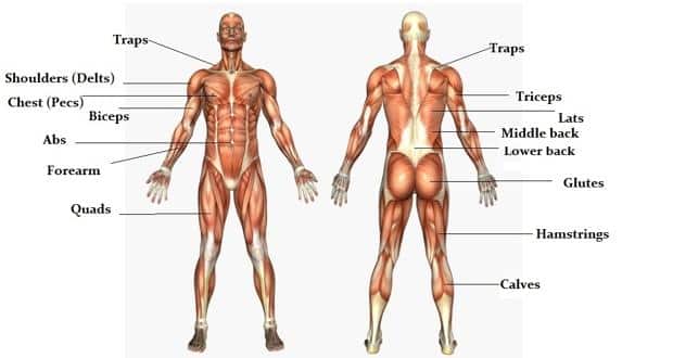 Human Anatomy Body Muscles Names Gym Full Body Muscle Names Chart 