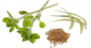 Methi