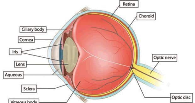 eye anatomy
