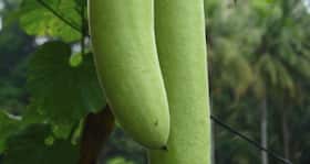 Healthy Food: पेट की समस्याओं से हैं परेशान, तो नाश्ते में खाएं लौकी का पोहा
