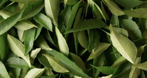 Haircare benefits of curry leaves or kadi patta 