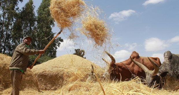 teff grain 