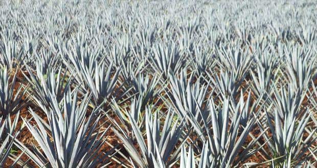 tequila plant