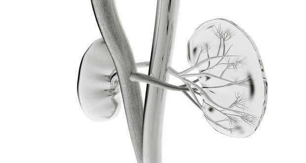 kidney (1)