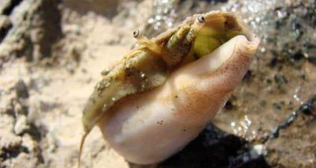 Snail Venom
